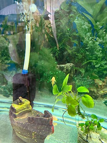 Akvarium dekoru: Malinezi orta olcu 1 manat danyo tul quyruq irili xirdali 1 manat — 6