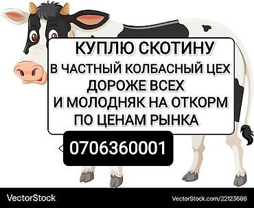 Колбасный цех : Коровы, быки, | На откорм — 1