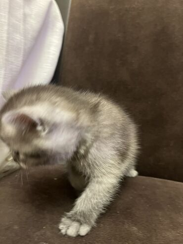 Pişiklər: Oglandi 15.11.25 dogulub. Qum terbiyesi yeme oyredilib — 9