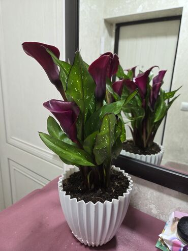 Антуриумы: Антуриум Андре — комнатное цветущее растение с глянцевыми — 9