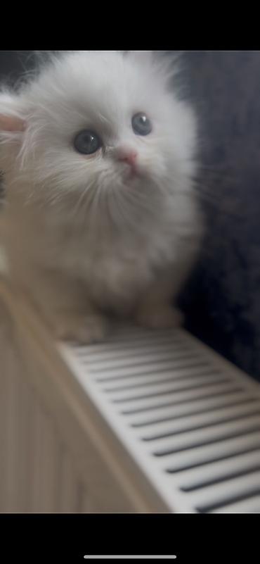 Pişiklər: Şotland, Dişi — 7