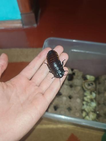 насекомые купить: Мадагаскарские шипящие тараканы (Gromphadorhina portentosa) Размер — 1