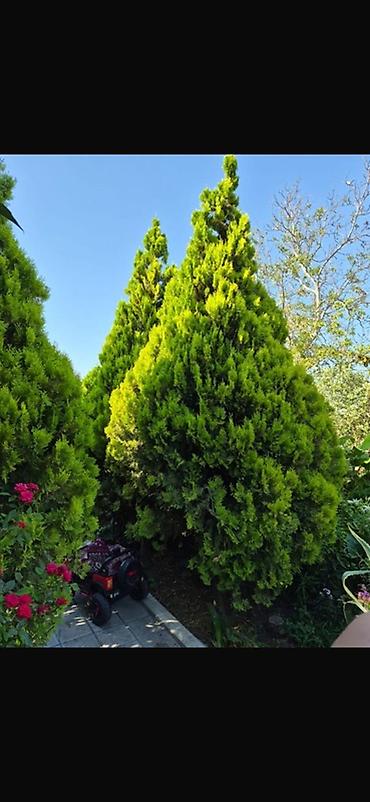 agaclar: Thuja (hündür, konus formalı, parlaq yaşıl iynəyarpaq ağaclar) - — 2