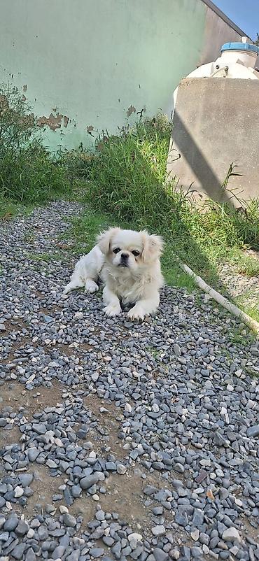 quru it yemi: Pekines, 8 ay, Dişi, Peyvəndli, Ünvandan götürmə — 1