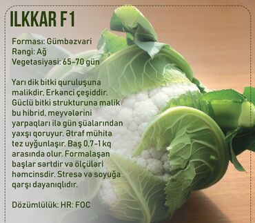 Toxumlar: Aluzze qarpiz toxumu — 27