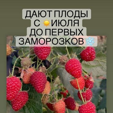 Малина кочоттору саталат Полька, маравилла, пшехиба, еже малина