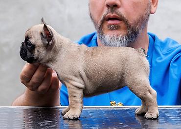 staford 3 meseca: French Buldog kennel Srcky's Fci 3759 oglasava vrhunsko leglo 3 zenke — 6