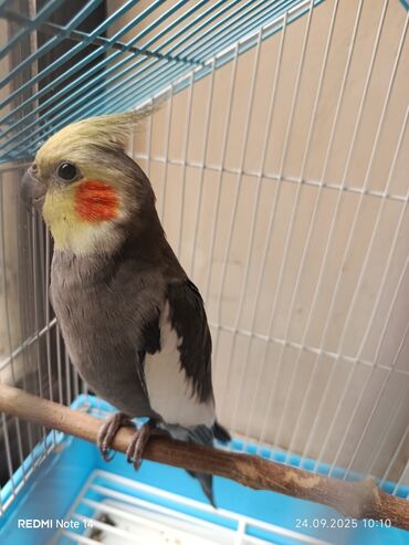 Mürəbbələr: Nymfa (cockatiel) papağanı və qəfəs dəsti - Növ: Nymfa (kokatiel) –