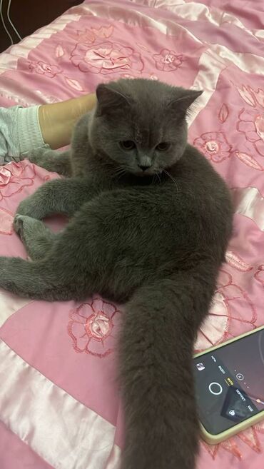 Pişiklər: Şotland, Erkək — 7