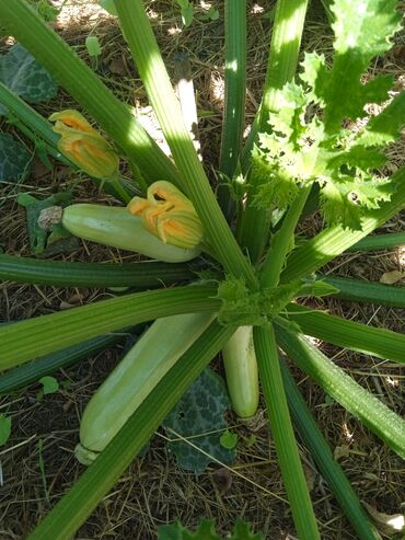 Другие услуги: Ищу бизнес партнера, инвестора, для выращивания овощей (открытый — 30