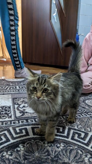 ретривер золотистый: 2 айлык, Ургаачы, Лотокко барууга үйрөтүлгөн