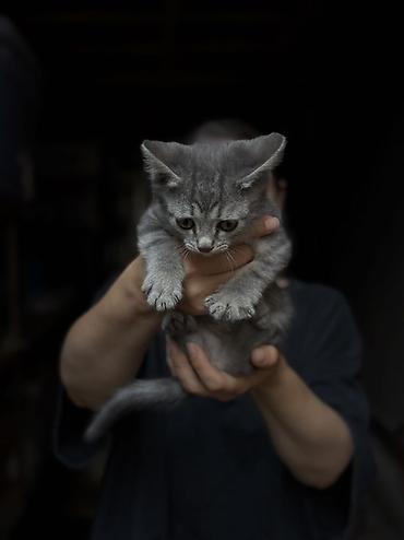 британец: Бездомные котята 5шт ищут дом и любящих хозяев. Осталось двое котят — 3