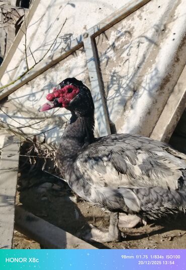 Ördəklər: Erkək, | Lal ördək, Ətlik, Ünvandan götürmə — 8