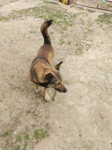 İtlər: Zvonok, 1 il, Erkek — 7