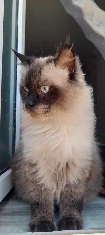 Pişiklər: Сиамская кошка.3 года. 450 azn.приучена к песку.,к купанию -da lalafo.az — 7 Pişiklər: Сиамская кошка.3 года. 450 azn.приучена к песку.,к купанию — 7