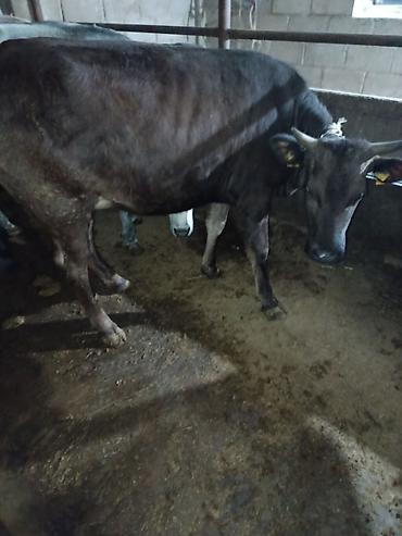 Коровы, быки: Продаю | Корова (самка) | Алатауская | Для молока | Стельные — 4