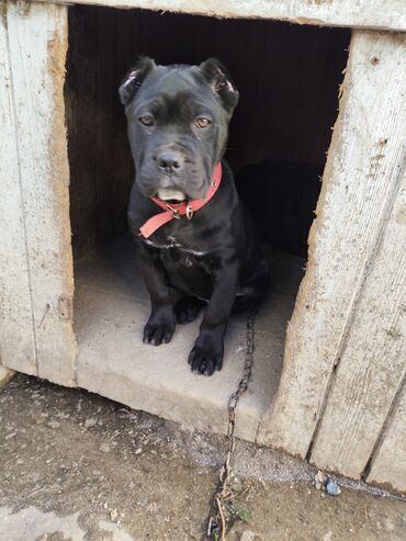 İtlər: Kane-Korso, 3 ay, Sənədli, Ödənişli çatdırılma, Ünvandan götürmə, Rayonlara çatdırılma — 1