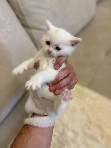 Pişiklər: Britan, Erkək, Dişi, Yaxşı əllərə, Pulsuz çatdırılma — 8