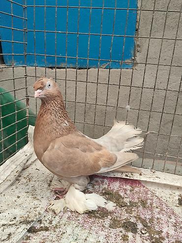 индюки оптом: Продам: голубя породы турецкая такла Пол: самец активный выглядит — 1