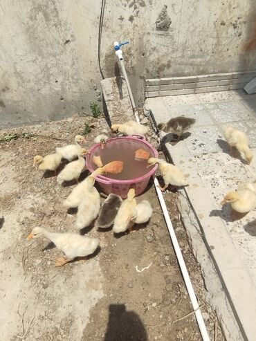 ozturkler qaz: Dişi, | Linda, Damazlıq, Ünvandan götürmə