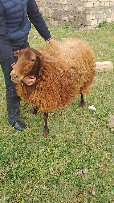 Другие животные: 2 qarın doğub. Keçən il yanvar ayında axrıncı doğub. Qoça gəlir — 1