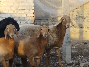 Бараны, овцы: Продаю | Овца (самка) | Арашан | Для разведения | Племенные — 7