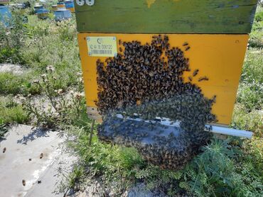 Bal: 100% qarantiya verilir təbii olduğuna! . 100% Təbii Bal zəmanət -da lalafo.az — 3 Bal: 100% qarantiya verilir təbii olduğuna! . 100% Təbii Bal zəmanət — 3