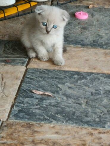 вислоухие котята фото цена: Шотландские вислоухие котята (Scottish Fold) Продаю котенка на фото