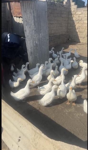 Ördəklər: Salam kim isdəsə yazsın 2 ay yarmlığ pekin 12 manatdan təcli satlır — 2