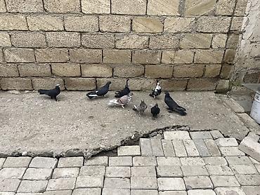 Göyərçinlər: 8 ədəd qara əbreş ağ qənəd falan 4 manatdan 8 ədəddir 2ədəd kəmərilər -da lalafo.az — 7 Göyərçinlər: 8 ədəd qara əbreş ağ qənəd falan 4 manatdan 8 ədəddir 2ədəd kəmərilər — 7