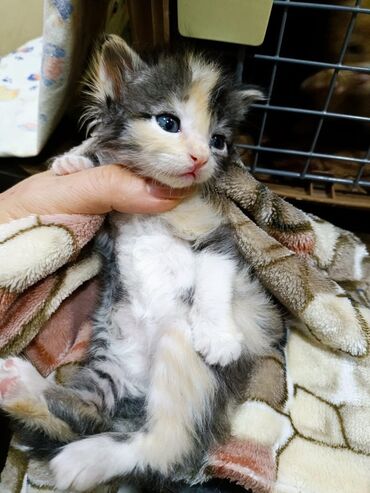 куда можно сдать кошку: Ищем добрые руки для двоих малышей 🐾 Друзья, у нас большая просьба