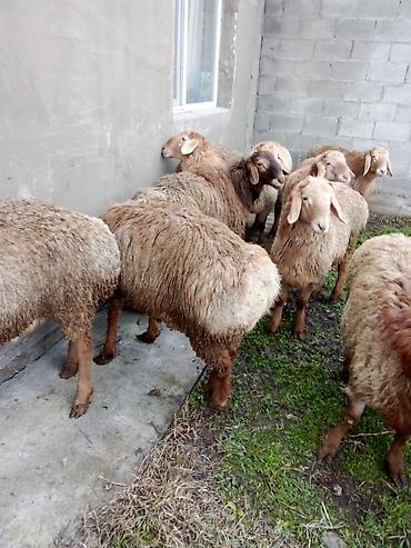 Баран, овца: Продаю | Баран (самец) | Для разведения — 9