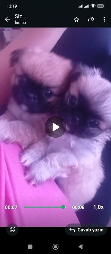 купить котенка бесплатно: Pekines, 1 ay, Peyvəndli lalafo.az -da купить котенка бесплатно: Pekines, 1 ay, Peyvəndli