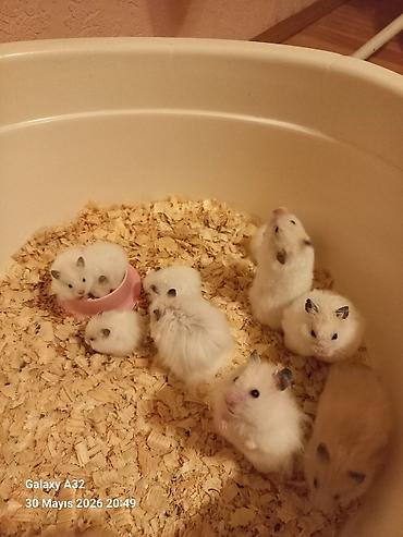 sabuncu toyuq bazari: Hamster satılır ünvan merdekan şüvəlan vatsap nomresi 0515913288 — 2