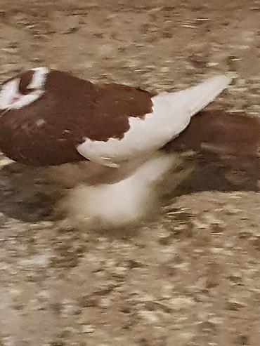 Pişiklər: Pişiklər -da lalafo.az — 14 Pişiklər: Pişiklər — 14