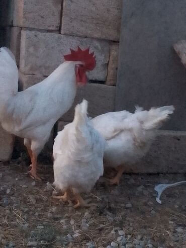 Xoruzlar: Tek 100 ayam zemani cut 200m .qap — 38