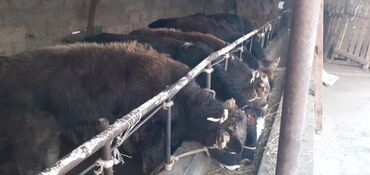 Коровы, быки: Продаю | Бык (самец) | Ангус, Швицкая | На откорм — 6