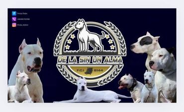 Psi: U ponudi štenci rase Dogo Argentino, oštenjeni 17.05.2025. Uredno — 12