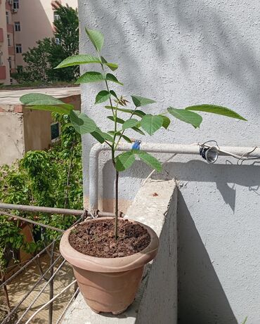 qoz qabi: Qoz ağacı Ukrayna sortudur, nazikqabıqdır, içi çox asan çıxır. İlin
