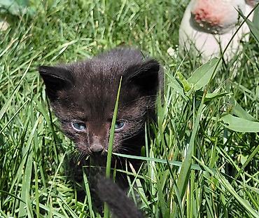 Мышыктар: Черные котята, помет из трех малышей. Описание: - Окрас: ровный — 3