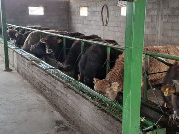 Коровы, быки: Продаю | Бык (самец) | Швицкая | Для разведения | Племенные — 4