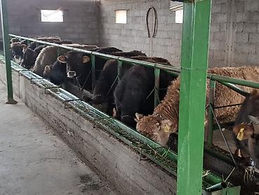 Коровы, быки: Продаю | Бык (самец) | На откорм | Привязанные — 4