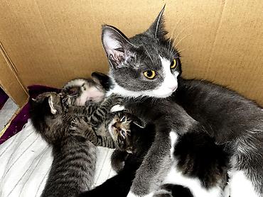 Продажа кошек: Продам кошку. вместе с ней идет её игрушка, кошачья мята и ошейник — 15