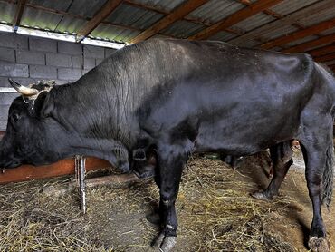 животные корова: Продаю | Бык (самец) | Голштин | Для разведения | Племенные, Осеменитель