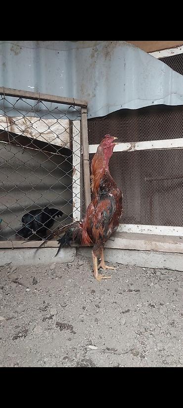 Xoruzlar: Temiz turk cinsi 11 ayliq bece satiram. cox super heybandi. meydan — 1