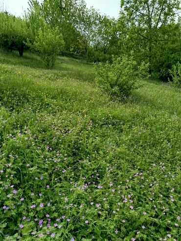 Torpaq sahələrinin satışı: 24 sot, Biznes üçün, Mülkiyyətçi, Kupça (Çıxarış) — 12