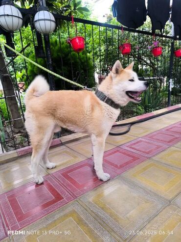 Gəmiricilər: Akita-inu, 1 il, Erkek