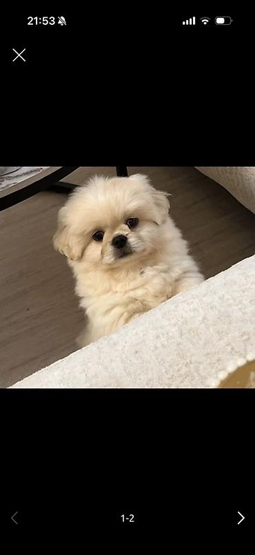 it ucun bellik: Pekines, 3 ay, Erkək, Peyvəndli, Ünvandan götürmə — 2