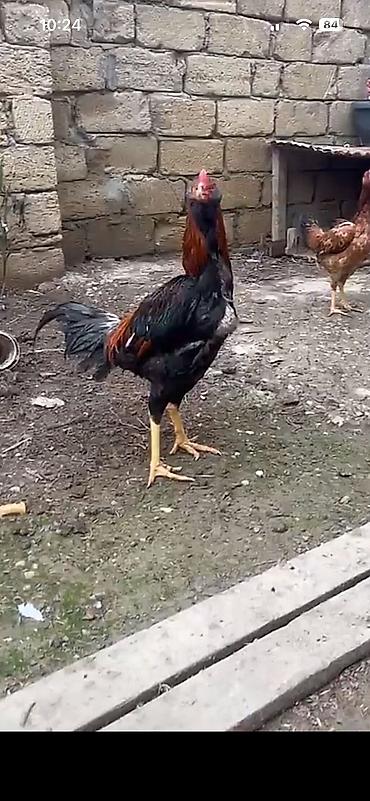 heyrətilər: Heyratı xoruzu satılır 9 aylıq 80 manata Real alıcılar əlagə — 2