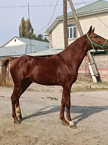 продажа бричек: Продаю | Конь (самец) | Конный спорт | Племенные — 2